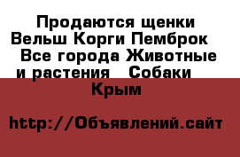 Продаются щенки Вельш Корги Пемброк  - Все города Животные и растения » Собаки   . Крым